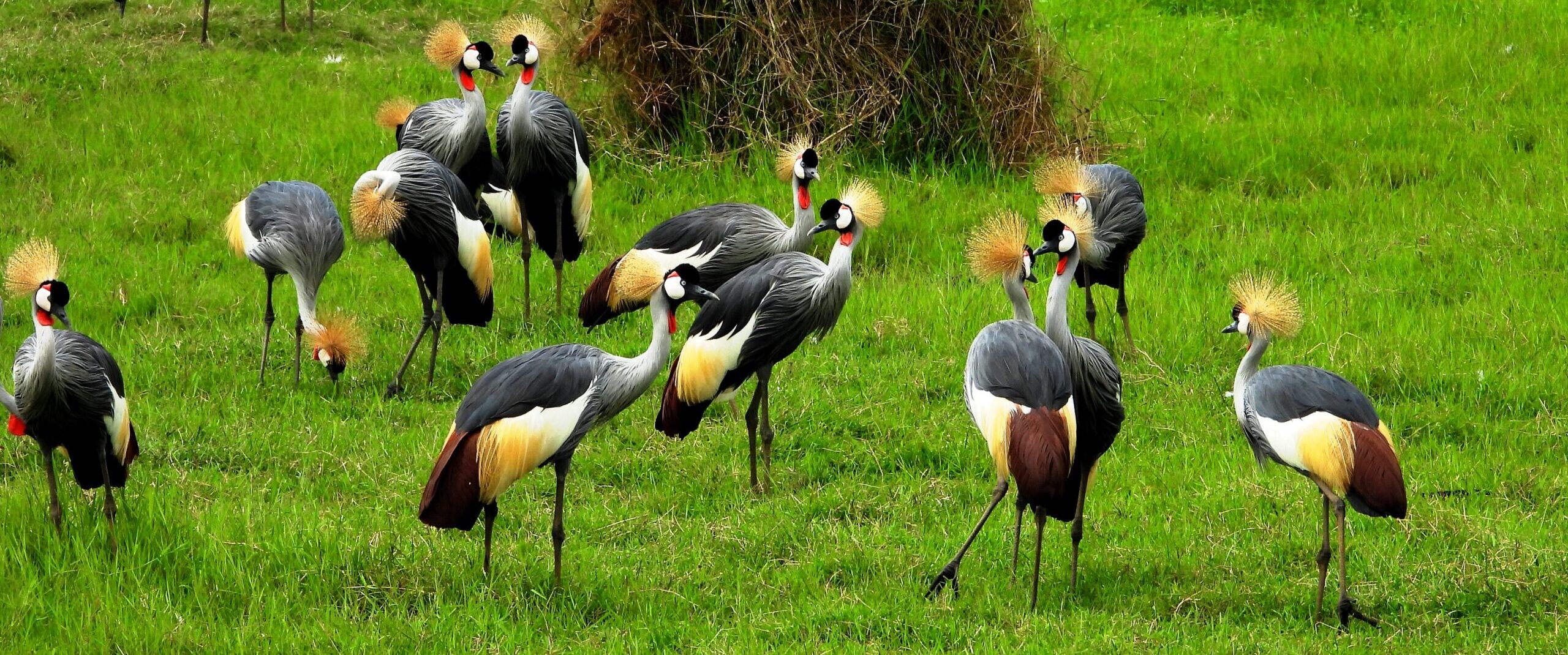 40 – Uganda – The pearl of Africa