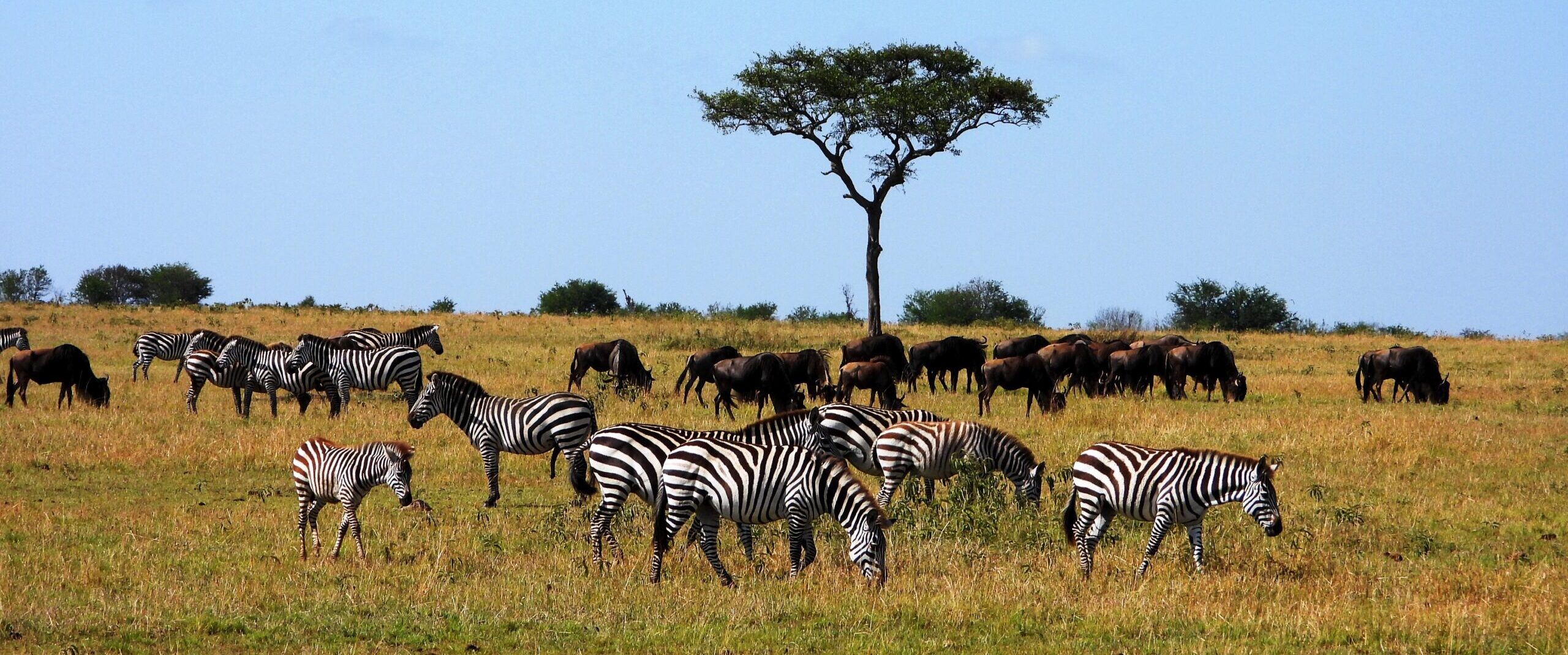 41 – Tanzania – Serengeti darf nicht sterben